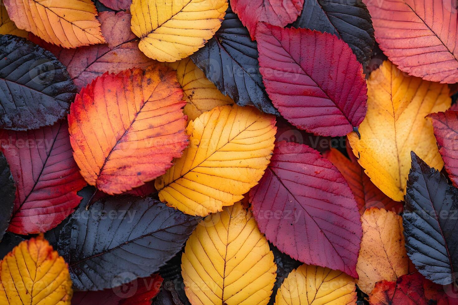 close-up of autumn leaves falling on the forest floor, vibrant red and yellow hues photo