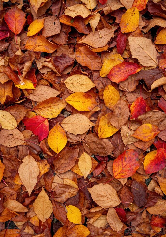 A gorgeous display of colorful autumn leaves creating a rich, natural background. photo
