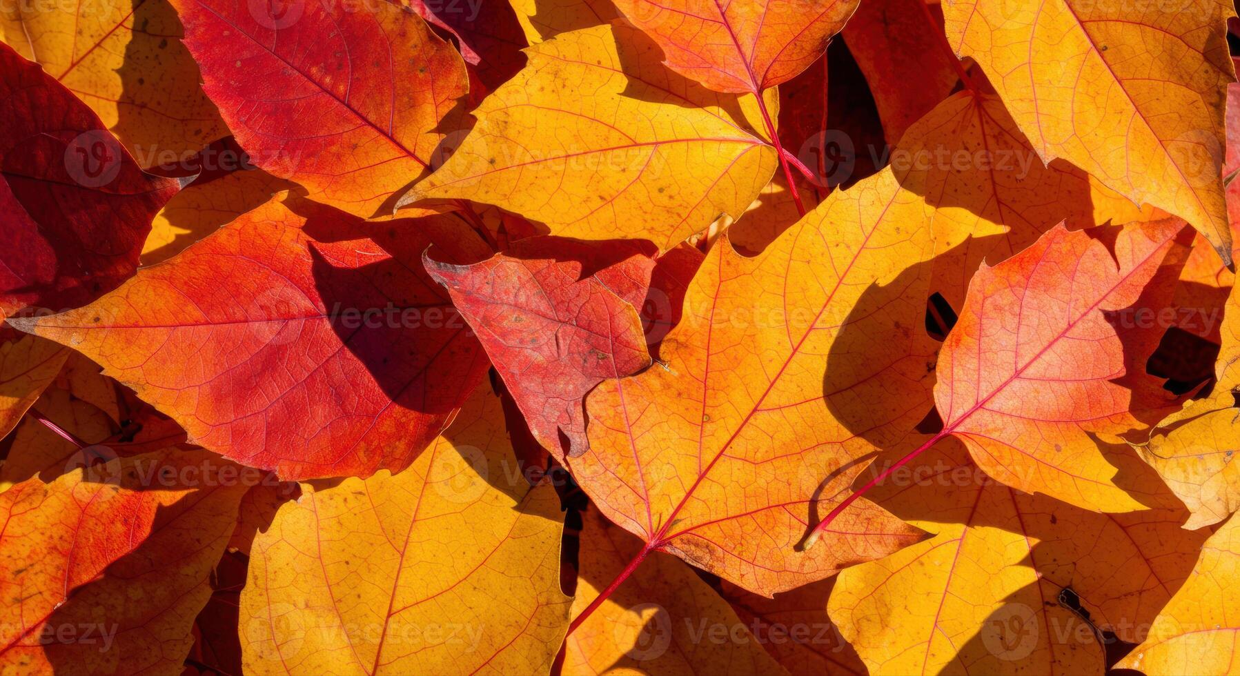 Beautiful autumn leaves in shades of red and yellow create a natural textured background. photo