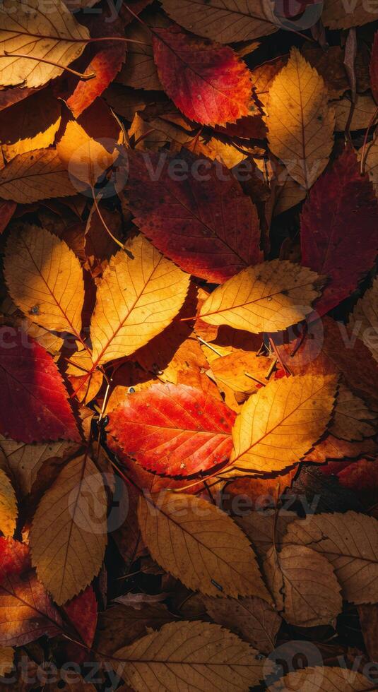 A rich tapestry of autumnal leaves in various shades of red, yellow, and orange. photo
