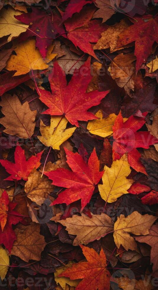 An overhead view of colorful autumn leaves creates a beautiful seasonal background. photo