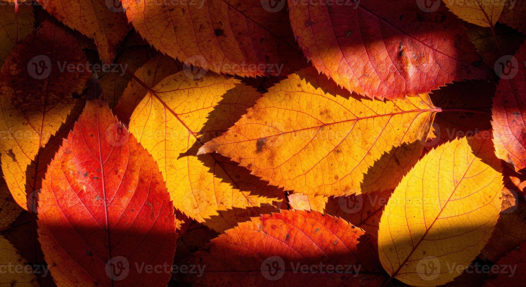 A collection of autumn leaves in warm shades of red, orange, and yellow create a striking display. photo