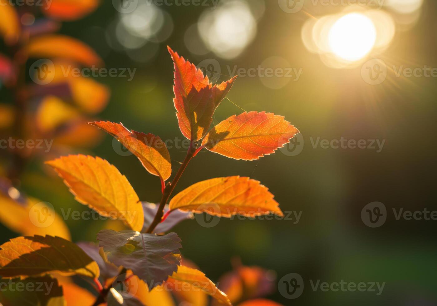 Vibrant orange leaves glow in the warm sunlight, creating a beautiful natural scene. photo