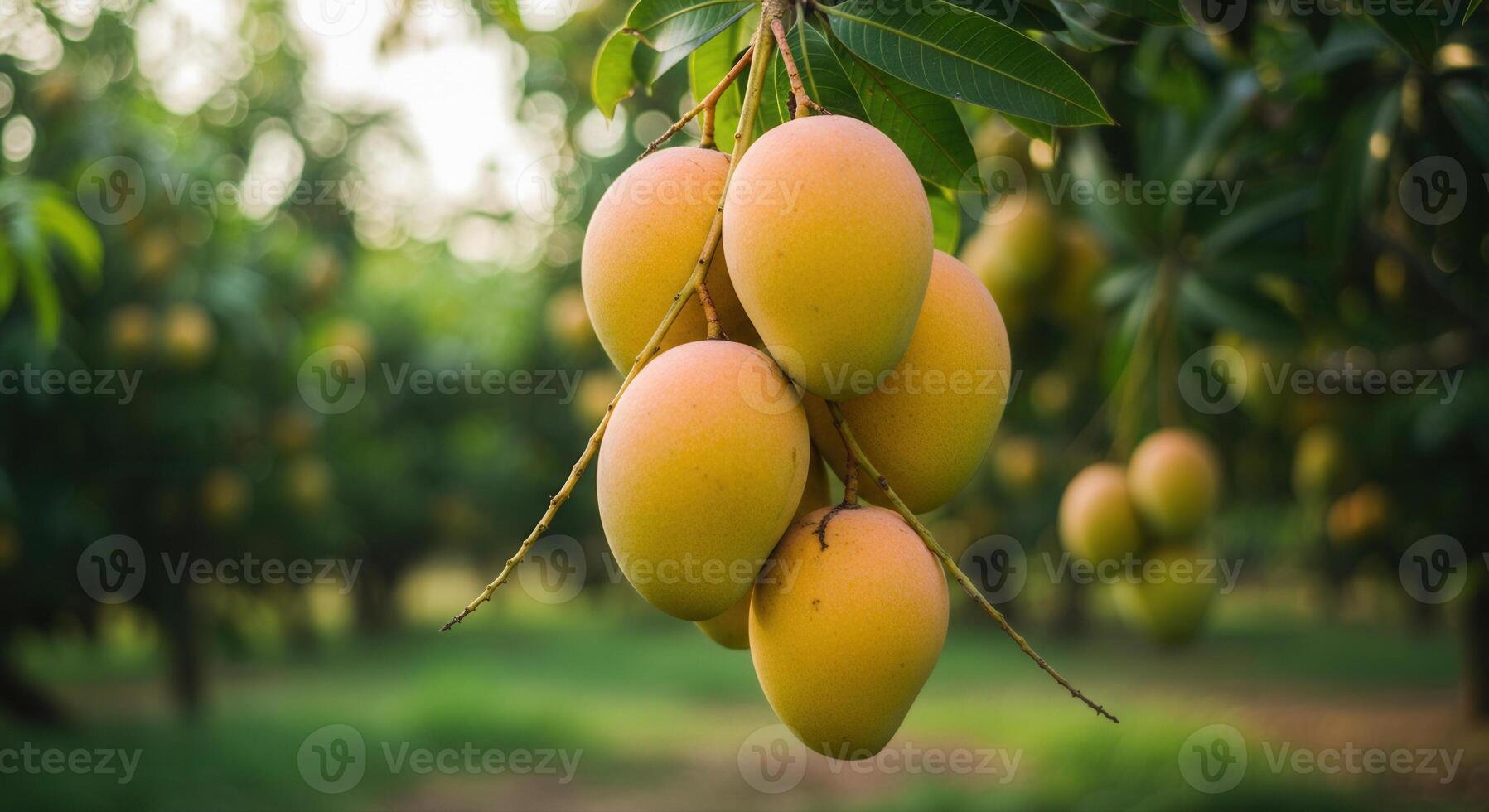 A cluster of ripe, golden mangoes hanging from a tree branch in natural light. photo