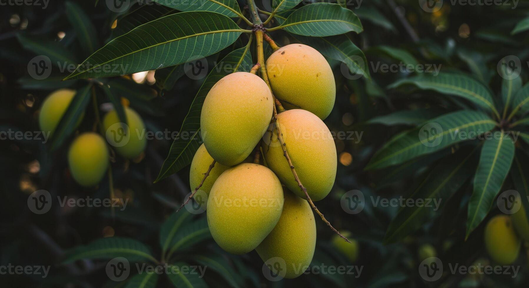 A close-up of ripe mangoes hanging from a tree branch, full of color. photo