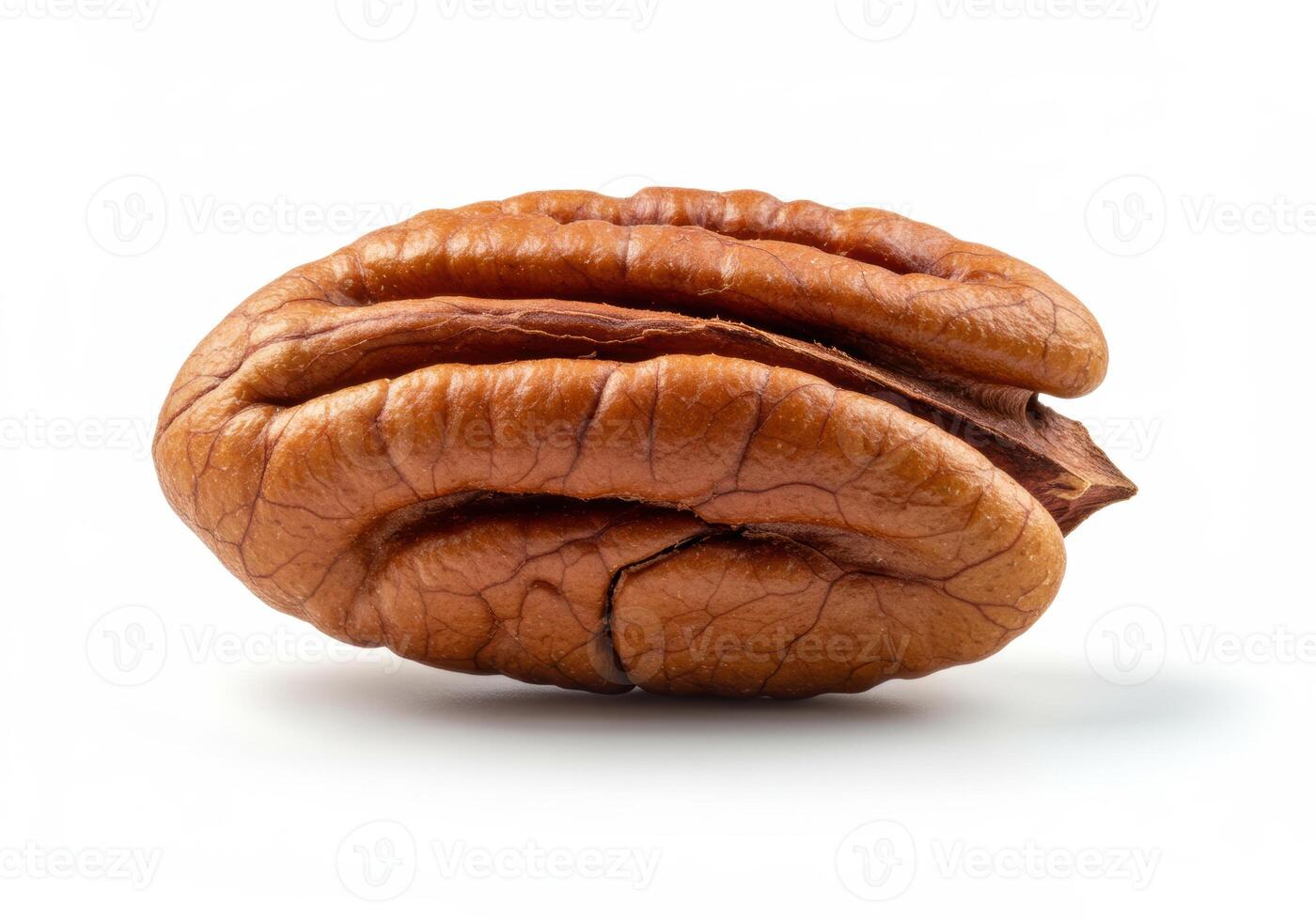 A single, freshly harvested pecan nut isolated on a pure white background. photo