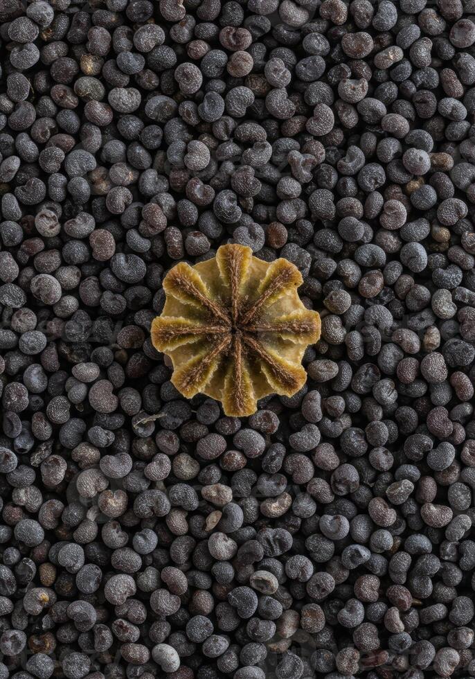 Detailed view of poppy seeds scattered with a seed head in the middle. photo