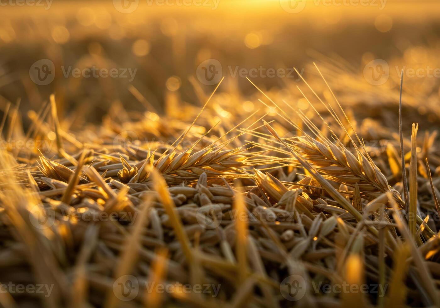 Close up of wheat field illuminated by the warm glow of the evening sun. photo