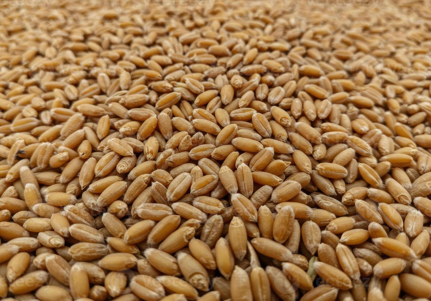 A detailed shot of wheat grains, showing texture and rich golden hues. photo