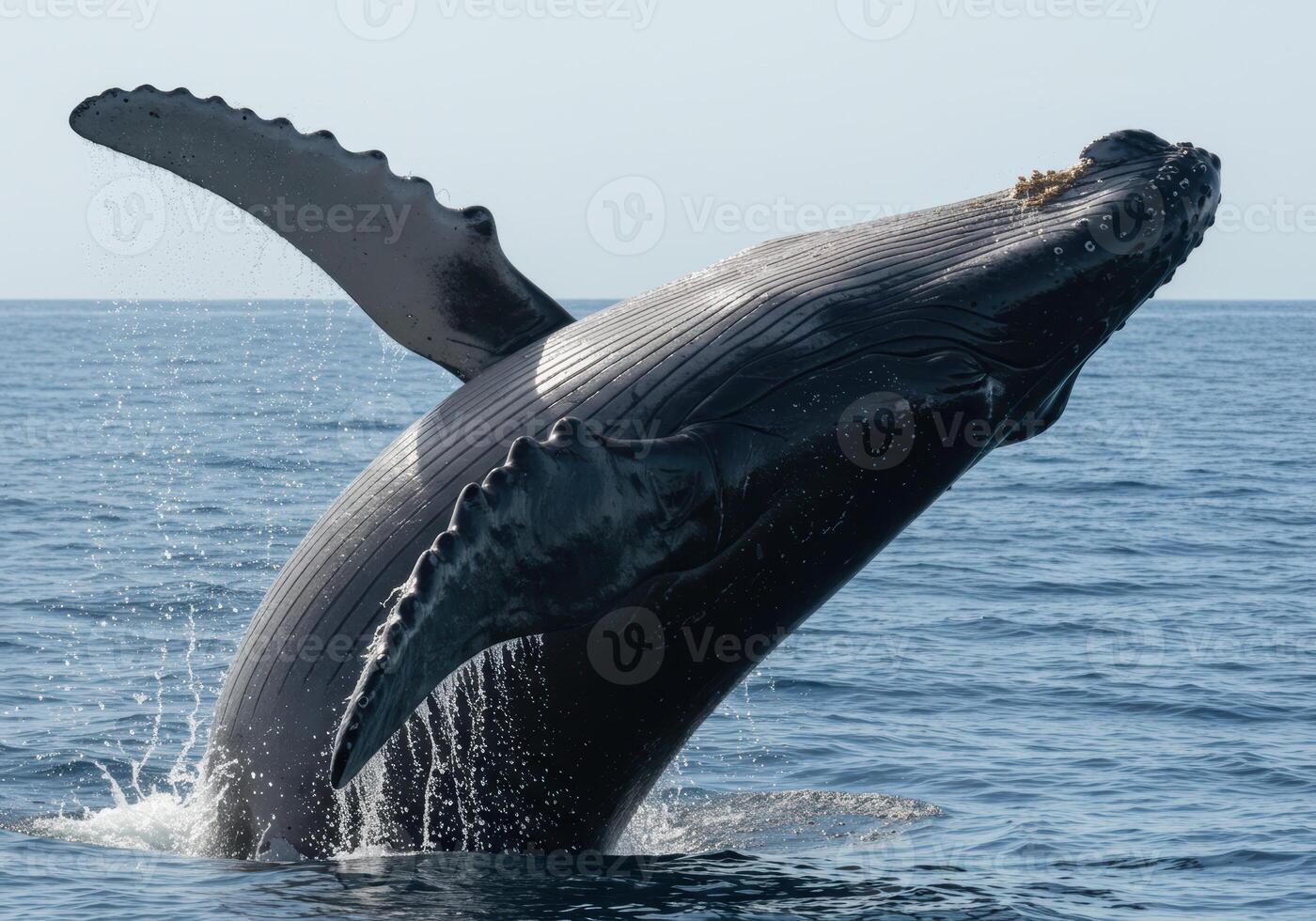 A humpback whale gracefully leaps out of the ocean waters, creating a stunning splash. photo