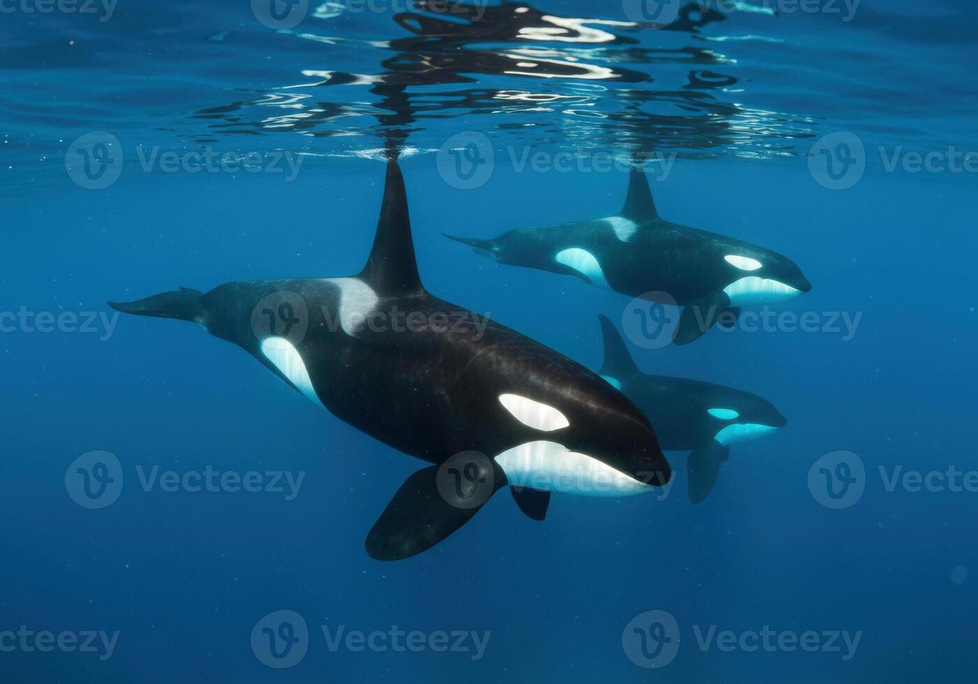 A pod of orcas gracefully swim in the deep blue ocean waters. photo