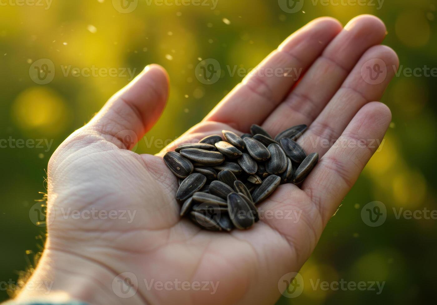 Hand cradles a generous pile of sunflower seeds, captured with soft bokeh. photo