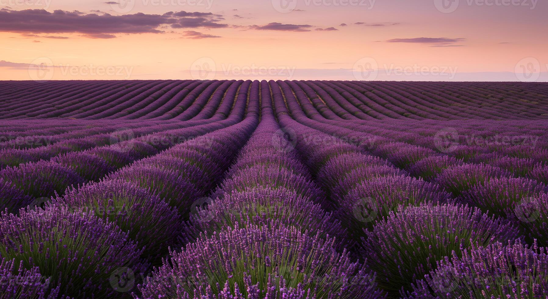 Vast lavender fields stretch across the horizon during a colorful sunset in Provence photo