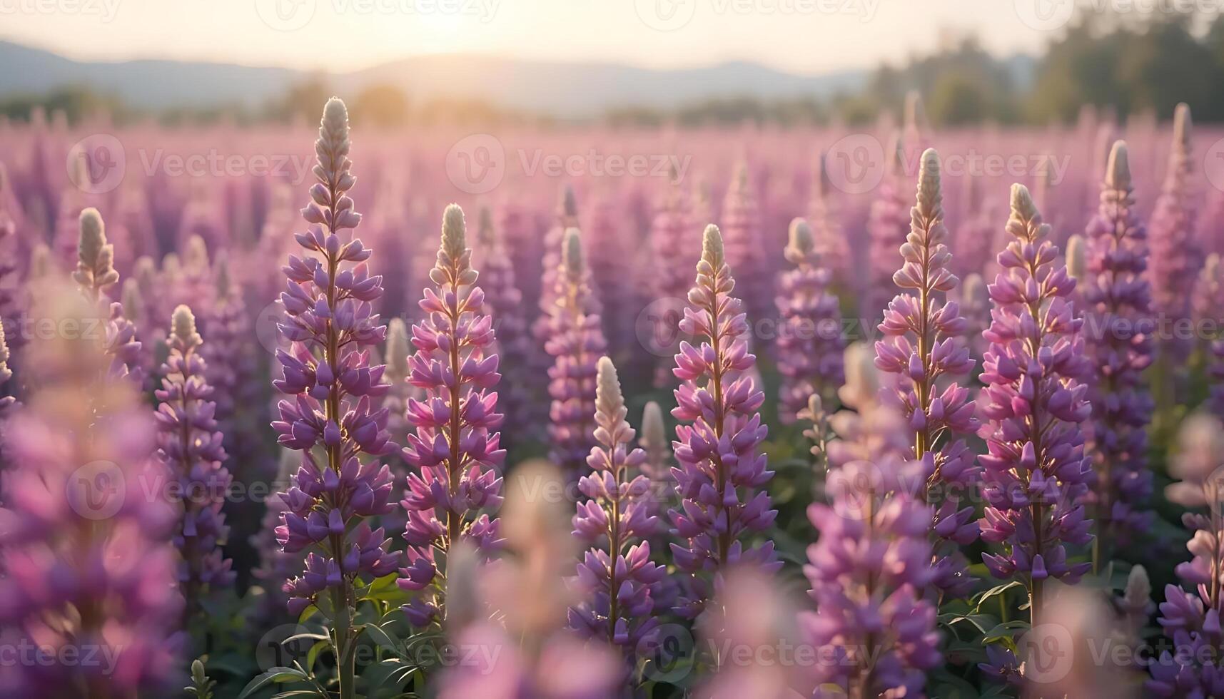 Captivating Field of Lupines Blooming in the Warm Sunlight at Sunrise, Showcasing the Beauty of Nature and Floral Abundance in a Serene Outdoor Landscape with Soft Light photo
