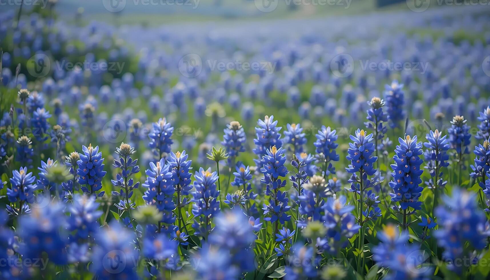 Captivating Field of Bluebonnets Blooming in Springtime Sunlight A Breathtaking Vista of Lupinus Texensis Flowers Creating a Stunning Floral Display and Serene Landscape photo
