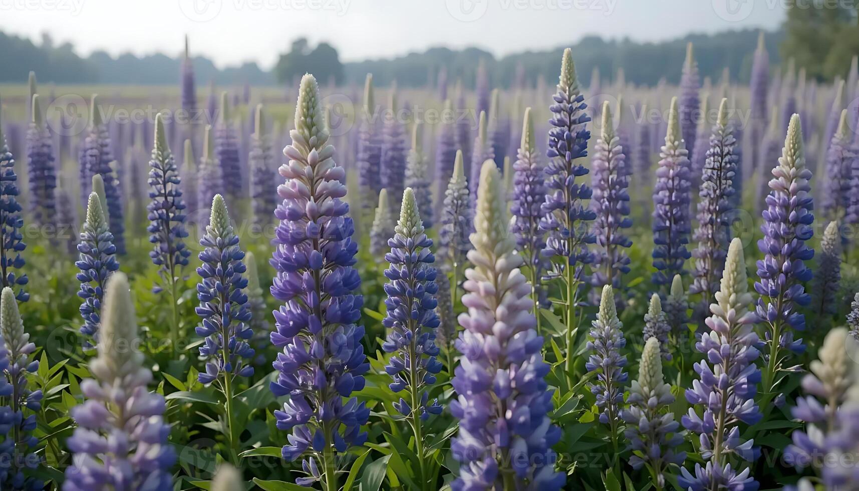 Captivating Field of Lupine Flowers Blooming in Spring Sunlight Creating a Picturesque Landscape with Vibrant Purple and Green Hues, Showcasing Natural Beauty and Serenity photo