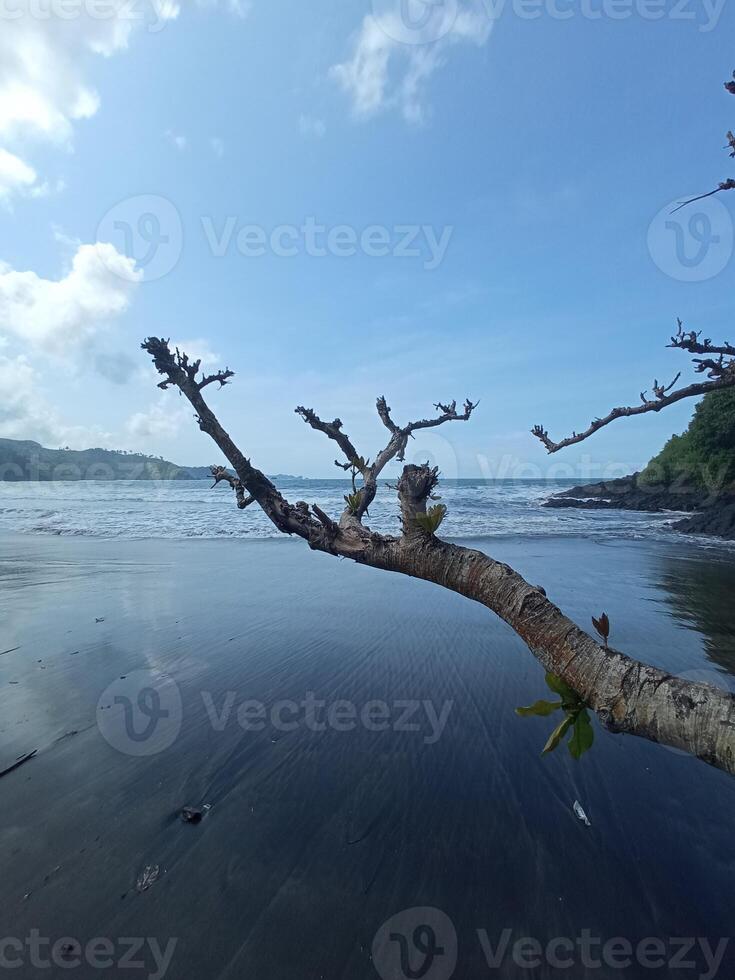 Leafless tree by the black sandy beach against the blue sky, capturing the tranquility of an uninhabited island photo