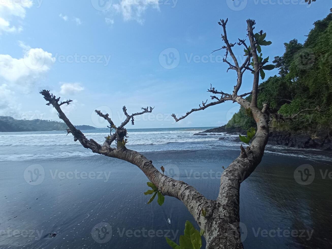 A weathered tree extends over black sand with waves crashing in the background, framed by a lush coastal jungle. photo