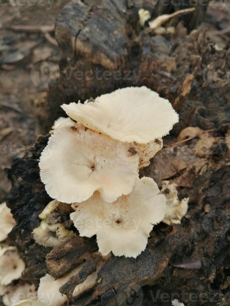 Lentinus tigrinus, an edible mushroom that has significant antioxidant and antimicrobial activity. photo