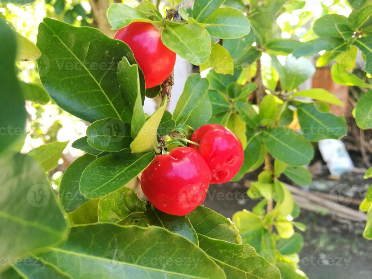 Some ripe Malpighia emarginata cherries, an evergreen shrub or small tree with common names include Barbados cherry, acerola, wild crepe myrtle, and cerise photo