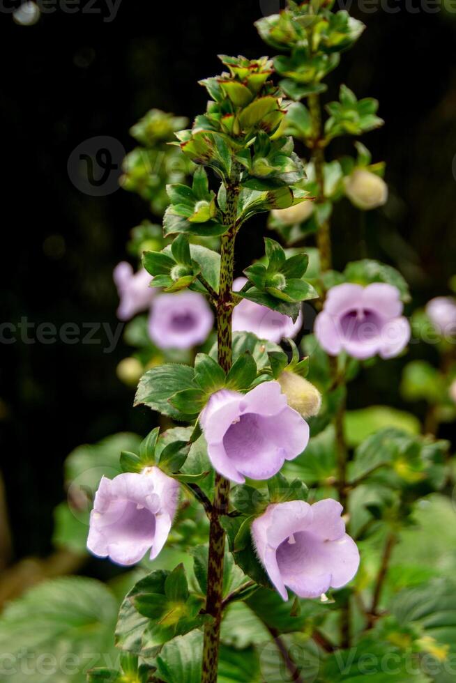 A cluster of Gloxinia perennis, also known as Canterbury bells, a vibrant flowering plant with rich purple blooms, known for its striking petals and lush greenery, often used in decorative gardening. photo