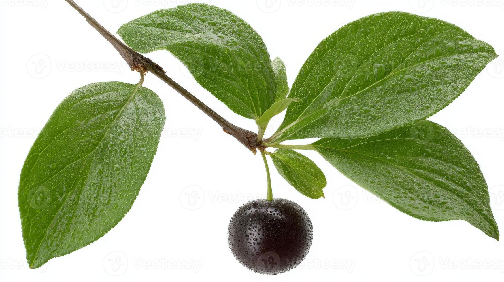 Closeup of a Juicy Purple Huckleberry on a Branch with Green Leaves photo