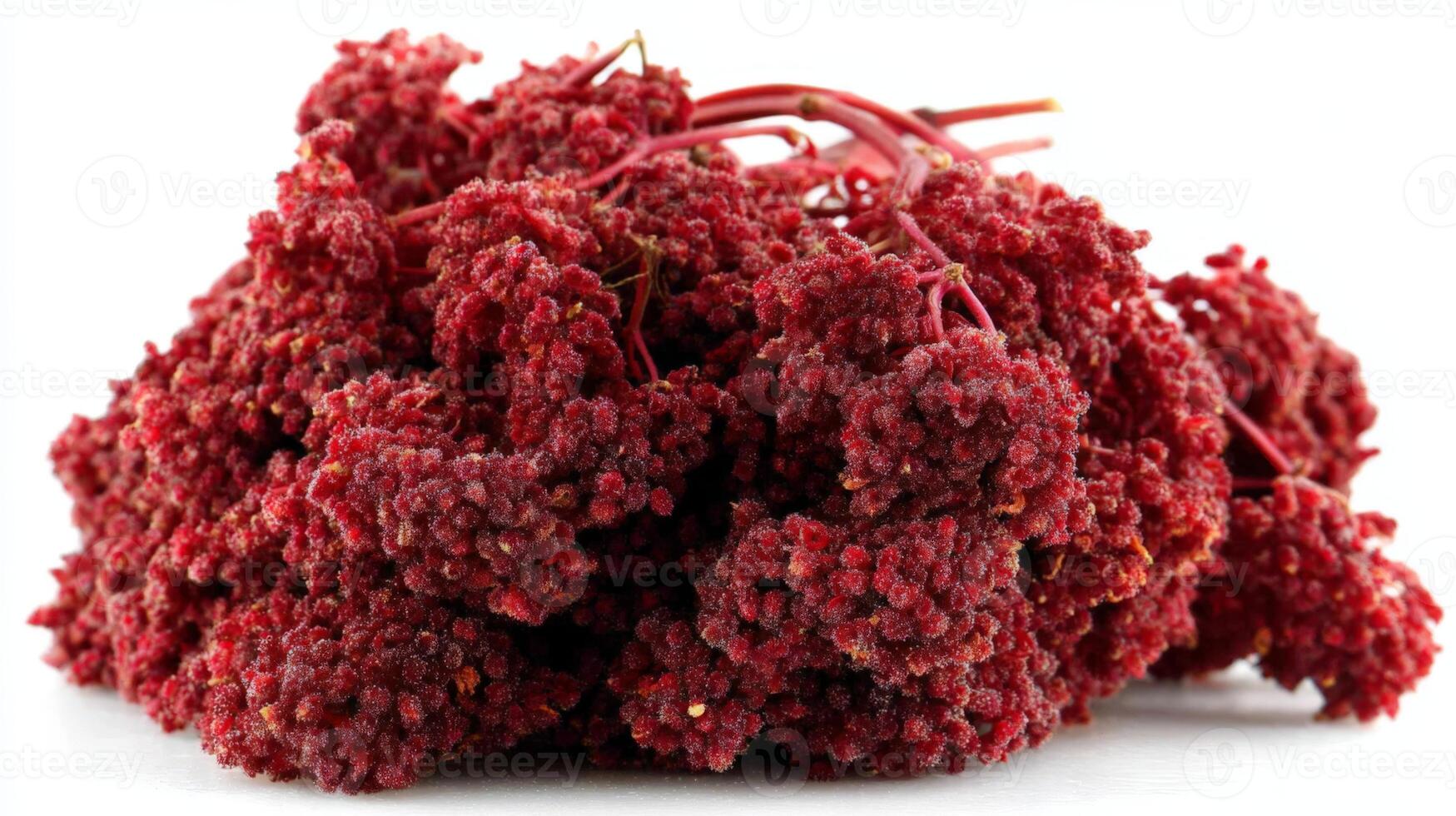 Closeup of a Ripe Red Elderberry Cluster on White Background photo