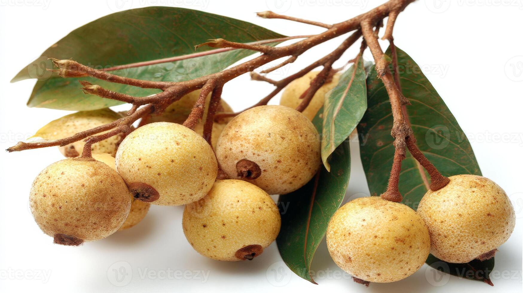 Closeup of Fresh Yellow Loquats on Branch with Leaves on White Background photo
