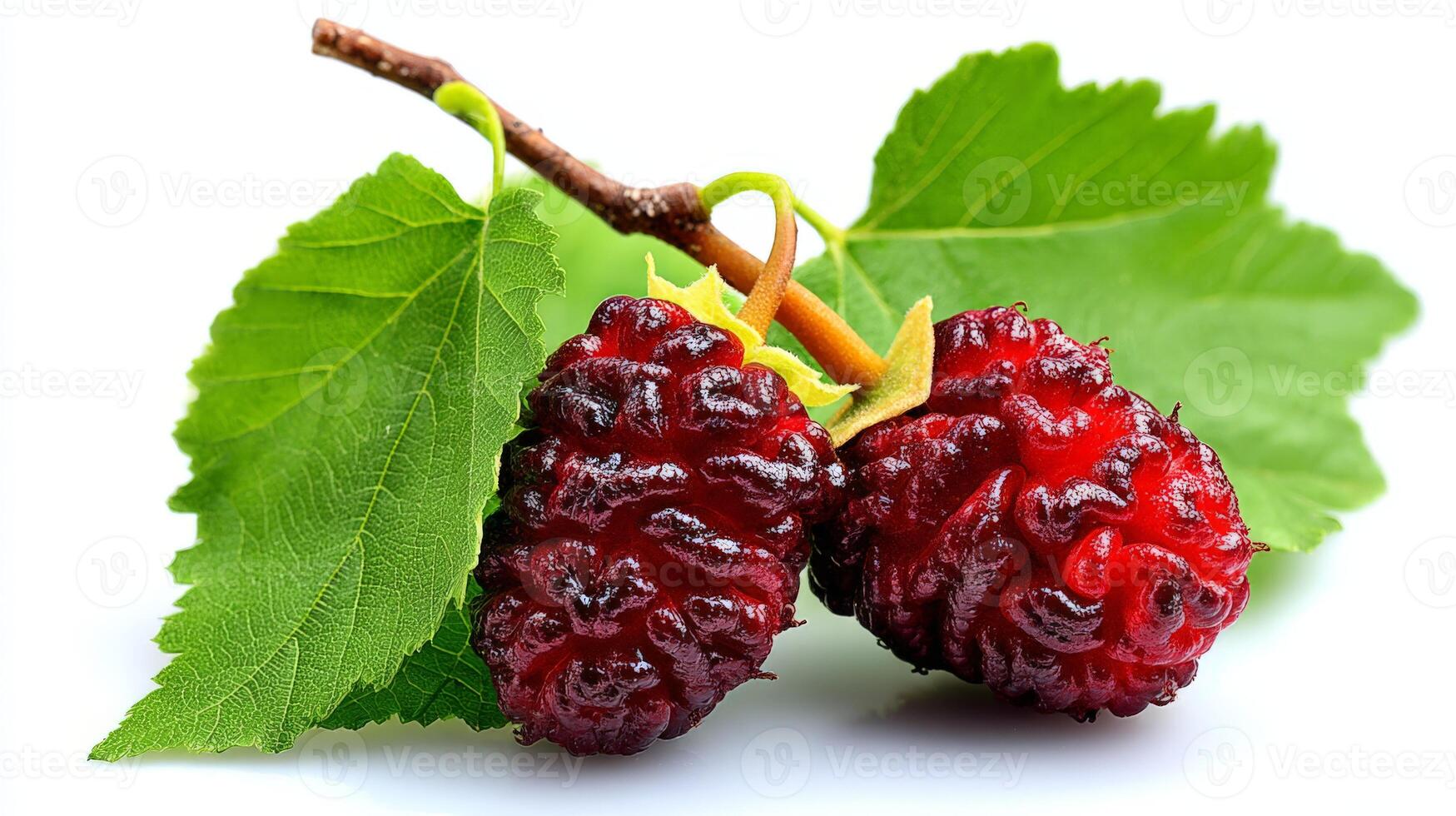 Closeup of Two Juicy Purple Mulberries on Branch with Green Leaves on White Background photo