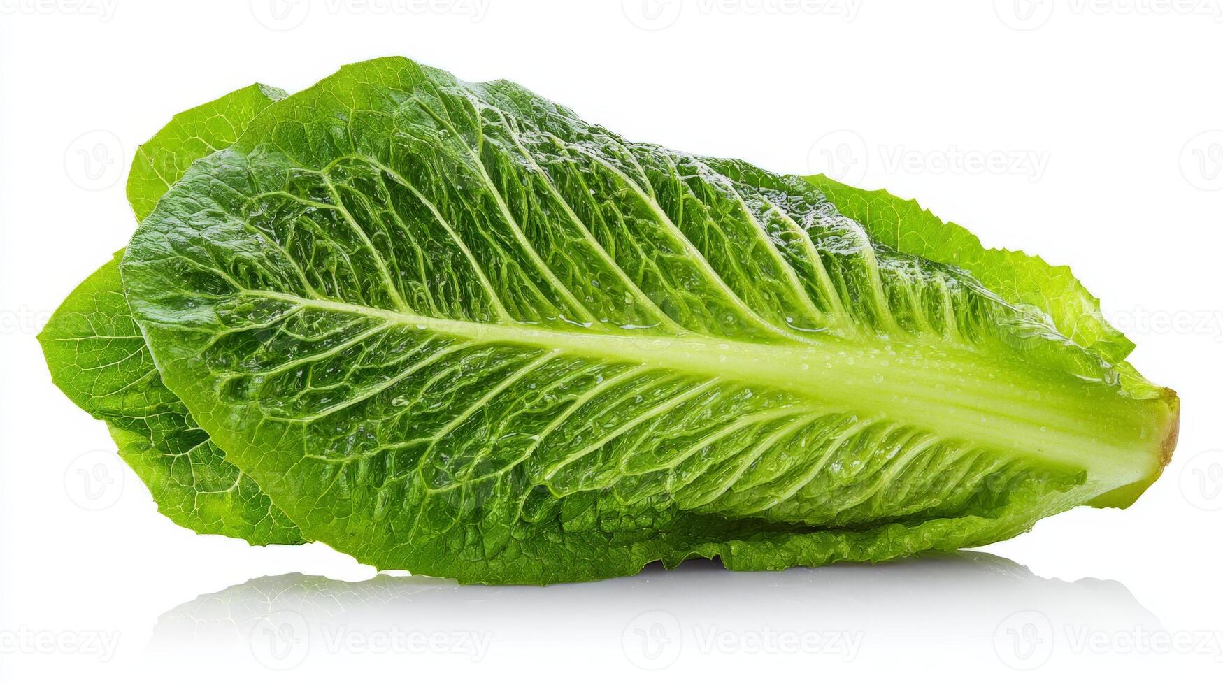 Close up of a single Crisp Green Romaine Lettuce on White Background photo