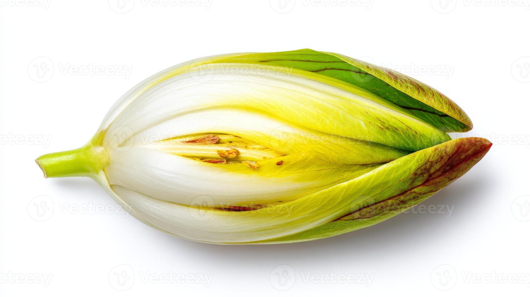 Crisp White Endive Leaf Isolated on White Background photo