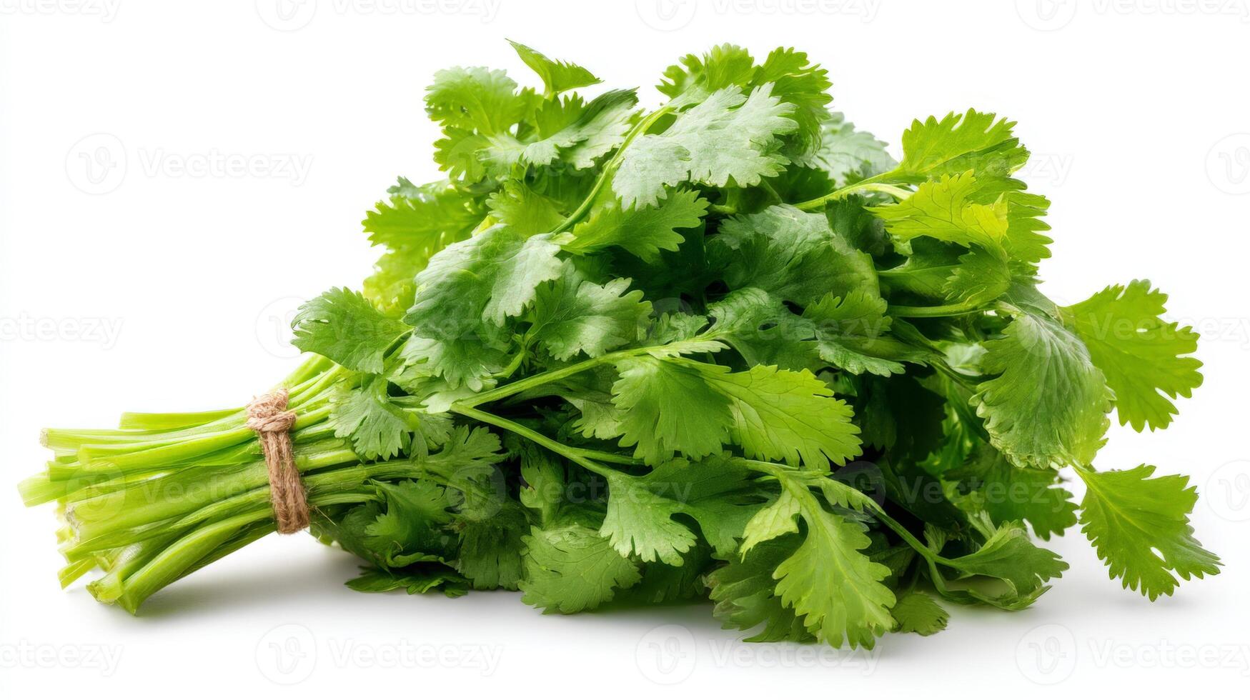 Group f a Green Cilantro Bunch on White Background photo