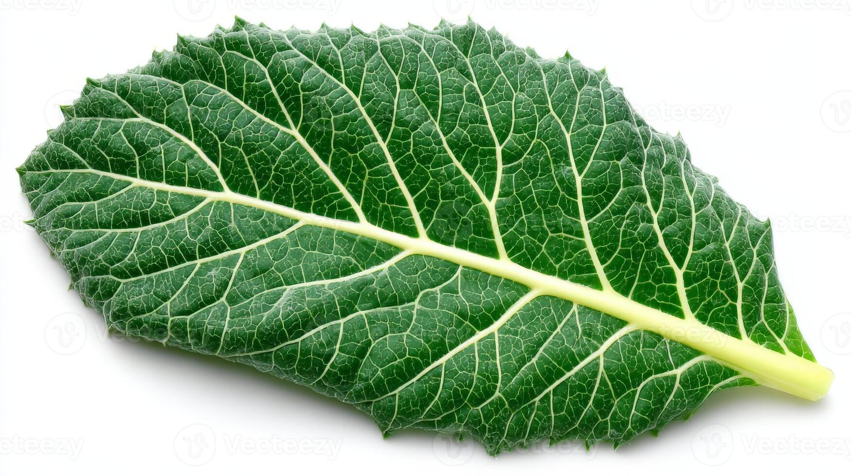 a Fresh Green Mustard Leaf Isolated on White Background photo