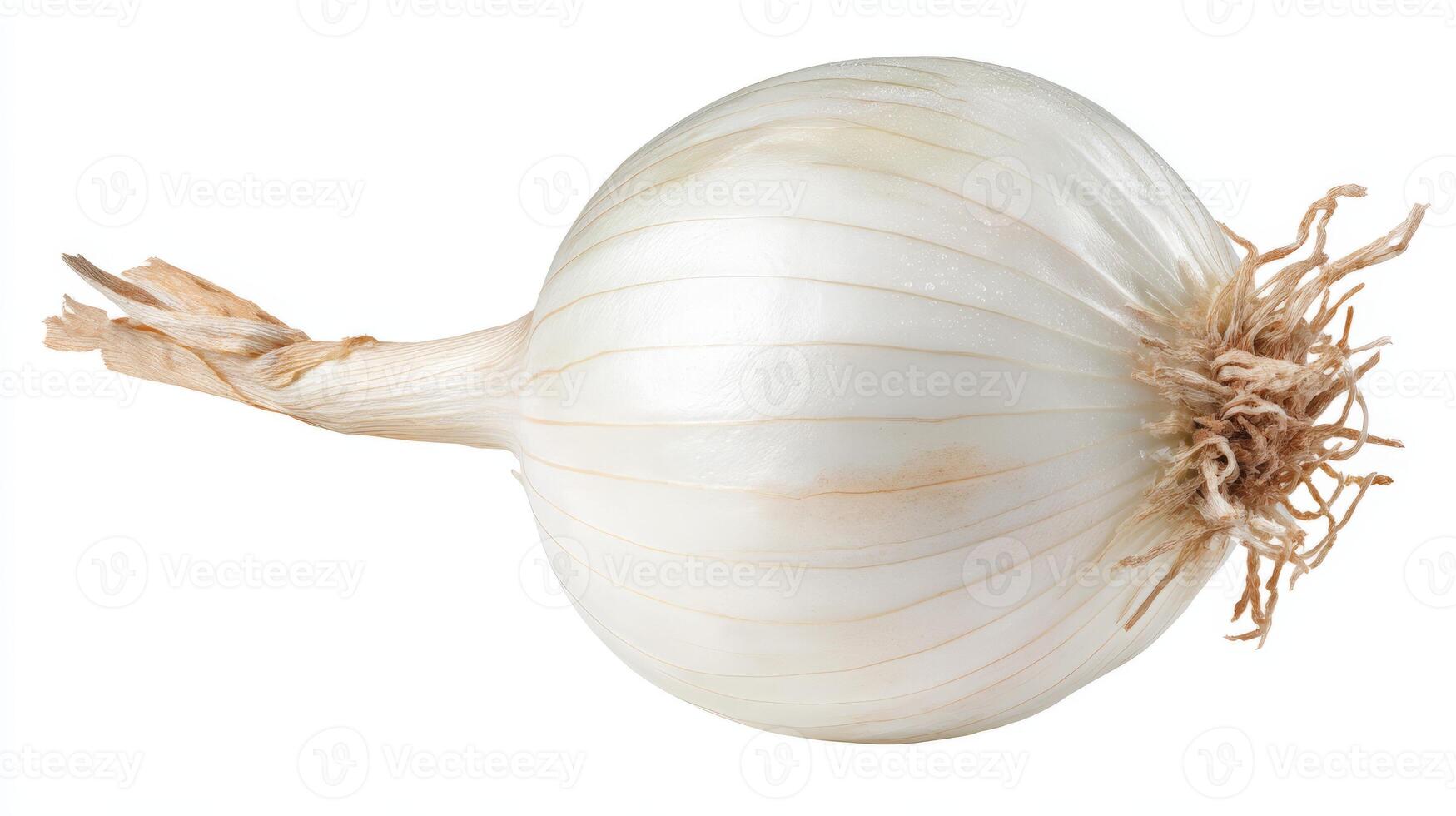 a Single Fresh White Onion Isolated on White Background photo