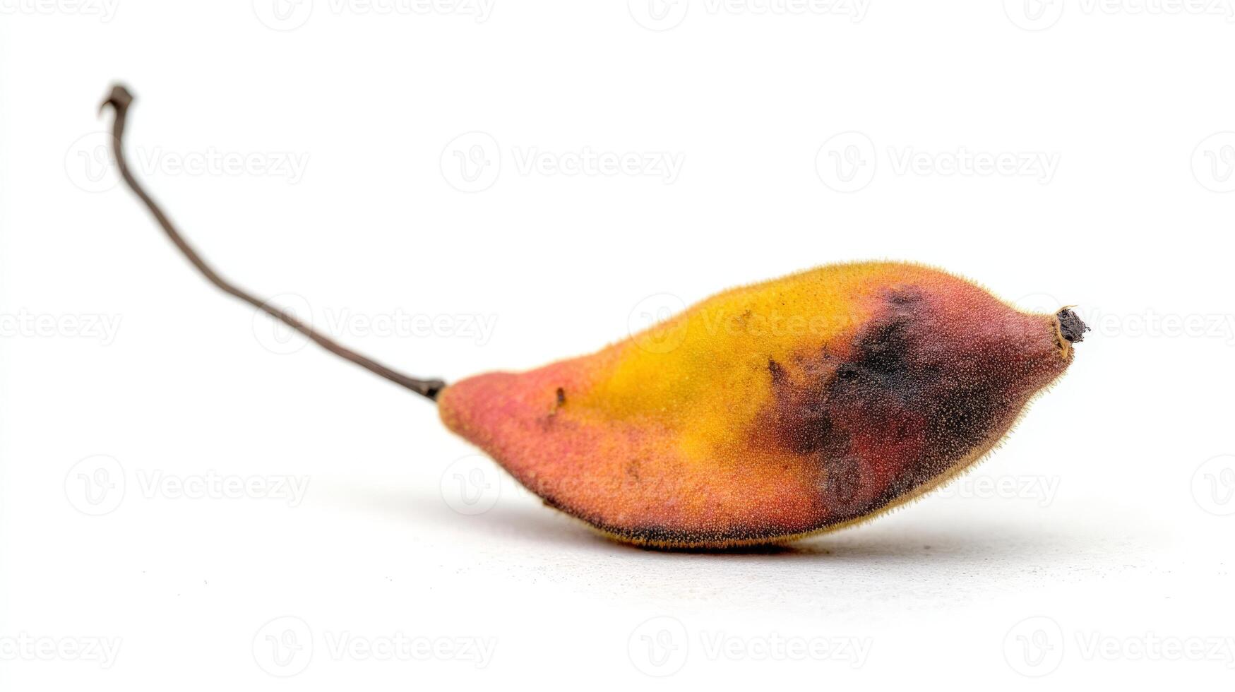 Ripe Brown Tamarind Fruit Isolated on White Background Close Up Macro Shot photo