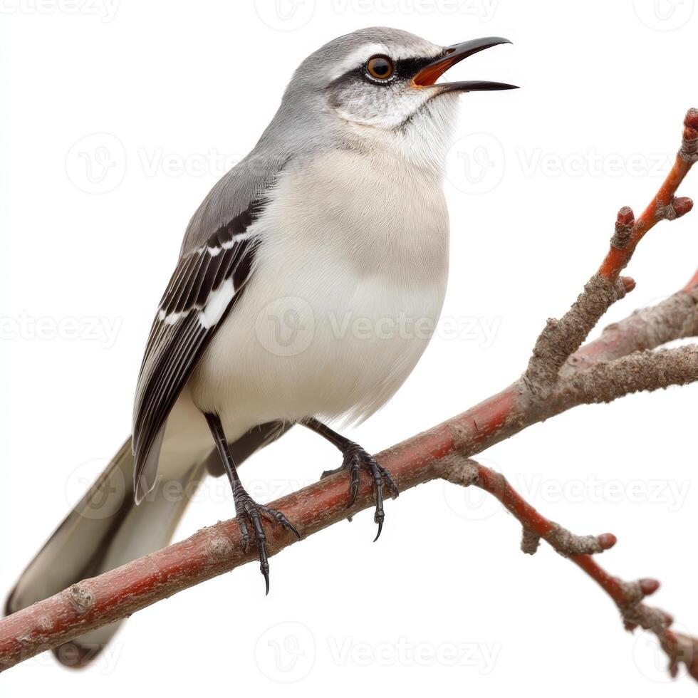 Gray Mockingbird Singing on Branch Against White Background photo
