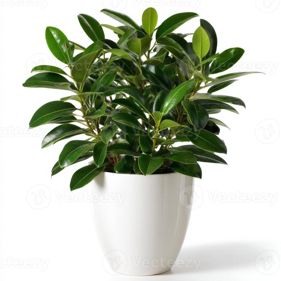 Small Magnolia Shrub in White Pot on White Background photo