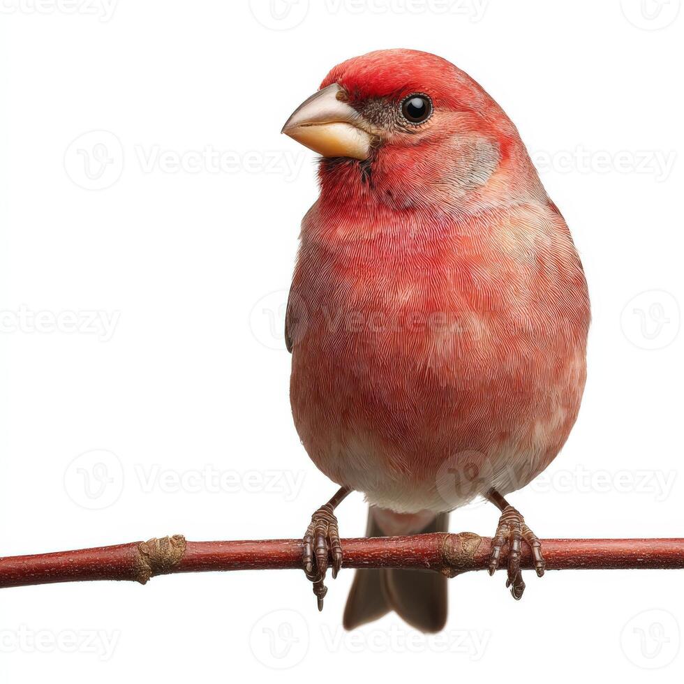 Vibrant Red Cardinal Bird on Twig, White Background photo