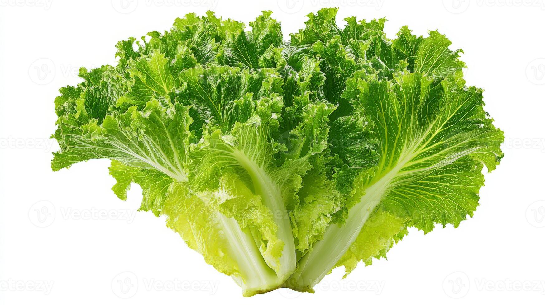 a Crisp Green Endive Isolated on White Background photo