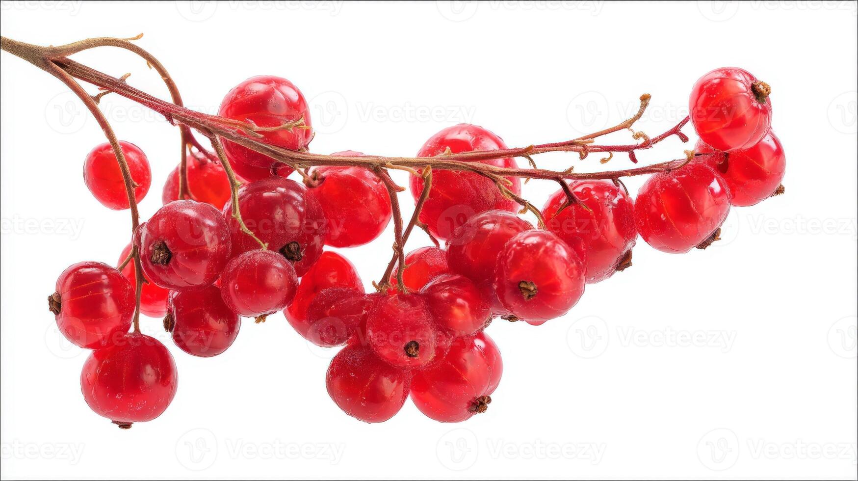 Closeup of a Fresh Red Currant Cluster on a Branch Against a White Background photo