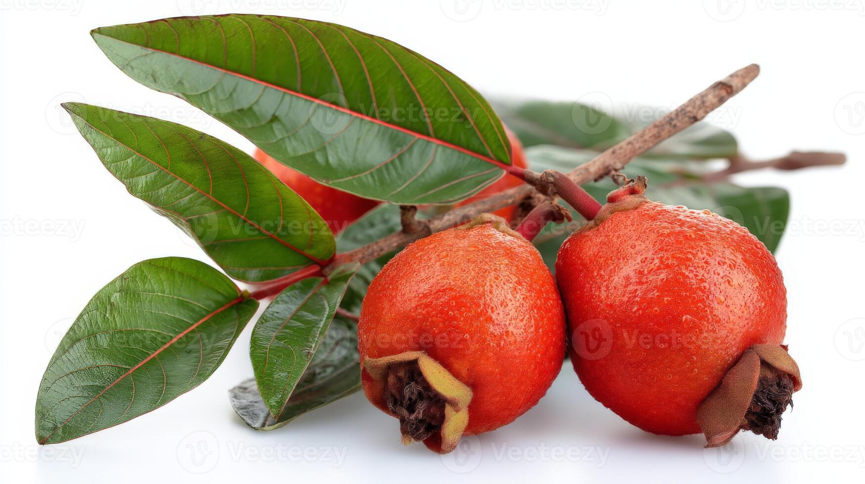 Closeup of Juicy Red Guava with Green Leaves on White Background photo