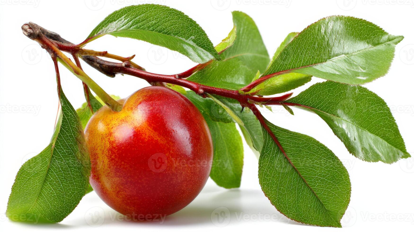 Ripe Red and Orange Peach on Branch with Green Leaves on White Background photo