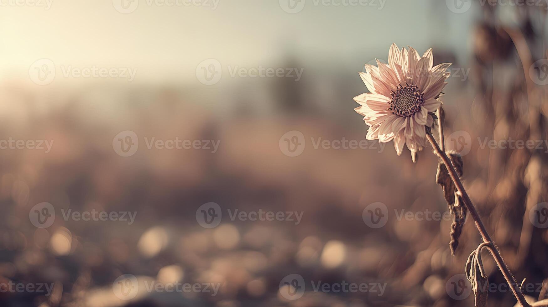 Single Pale Pink Flower in a Softly Lit Autumn Field photo