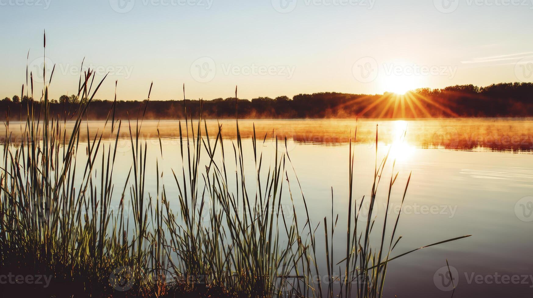 the sun rises over a lake with grass and reeds photo