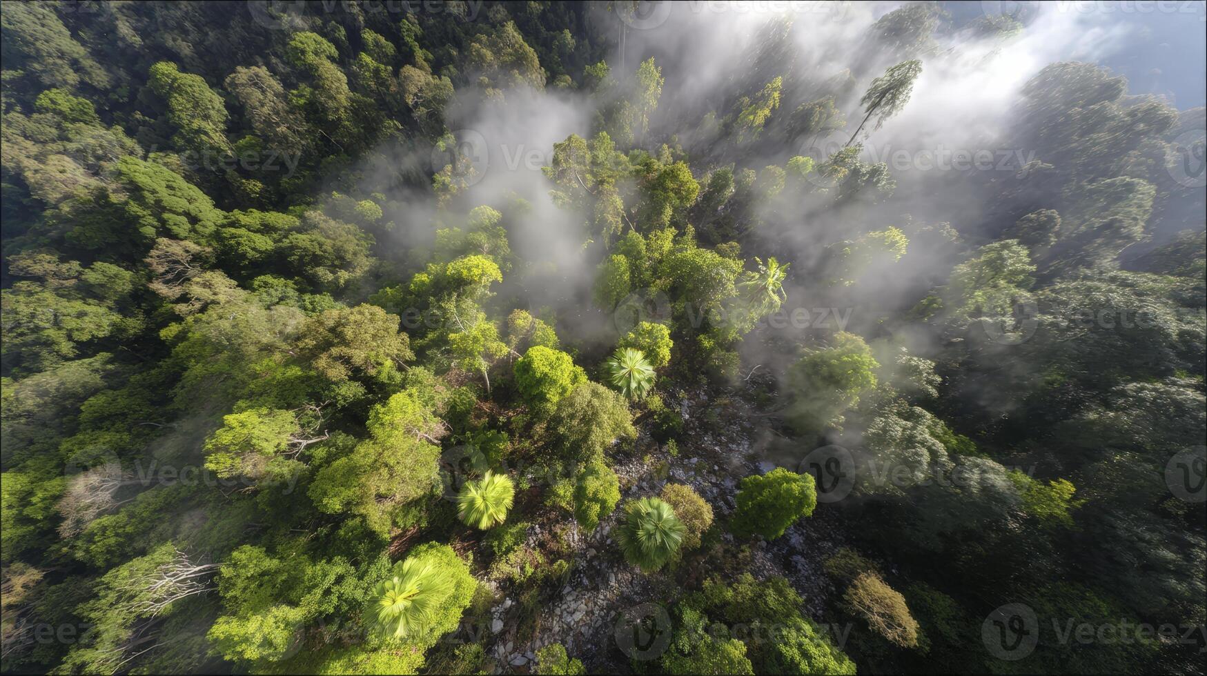 Misty Green Forest Aerial View Soft Rain Sunlight photo