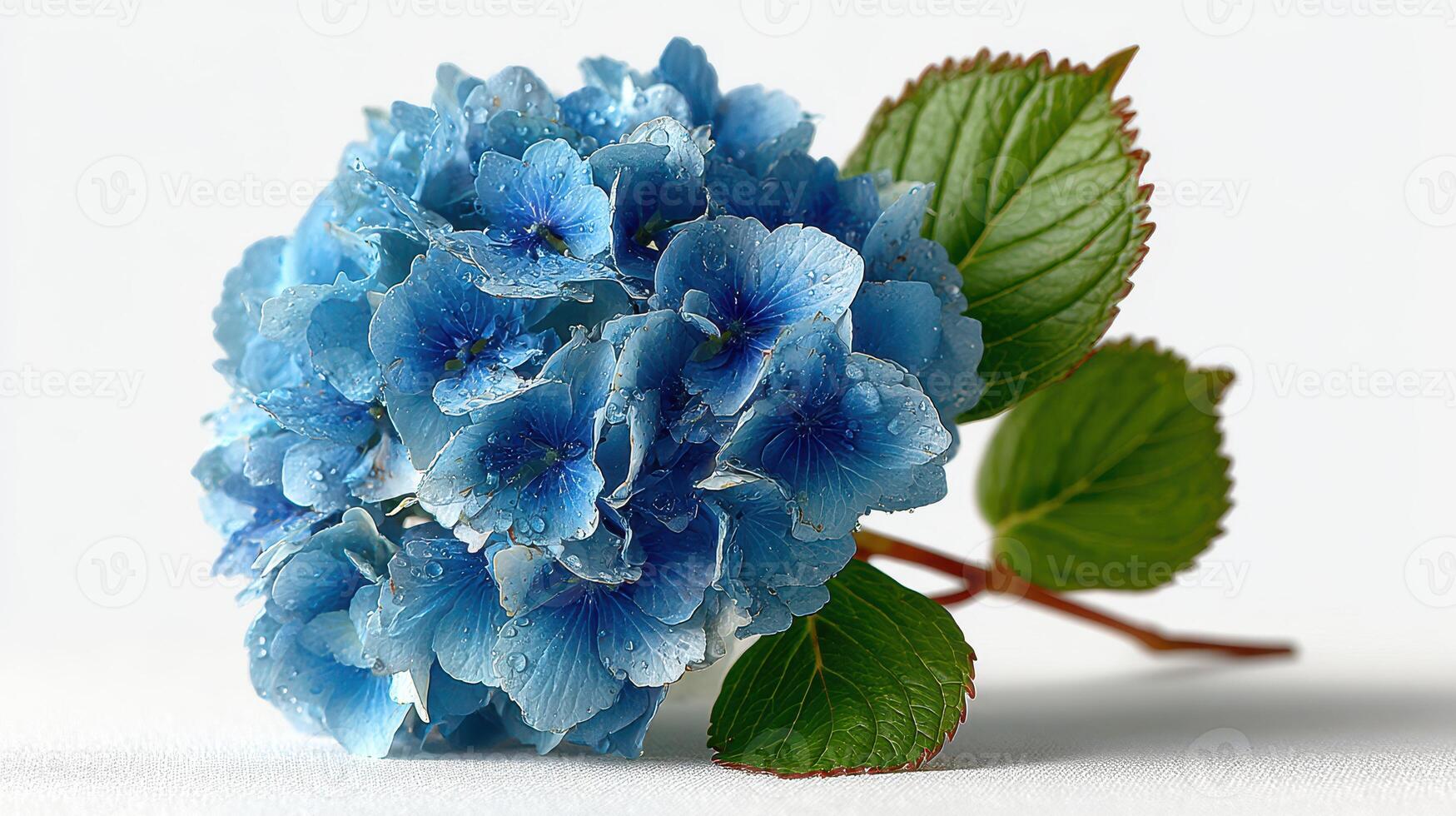 Blue hydrangea with droplets rests elegantly against a soft background in this simple yet striking arrangement photo