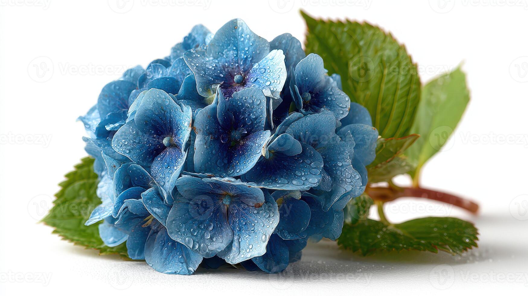 Beautiful blue hydrangea flower with droplets of water on its petals and green leaves in soft lighting photo
