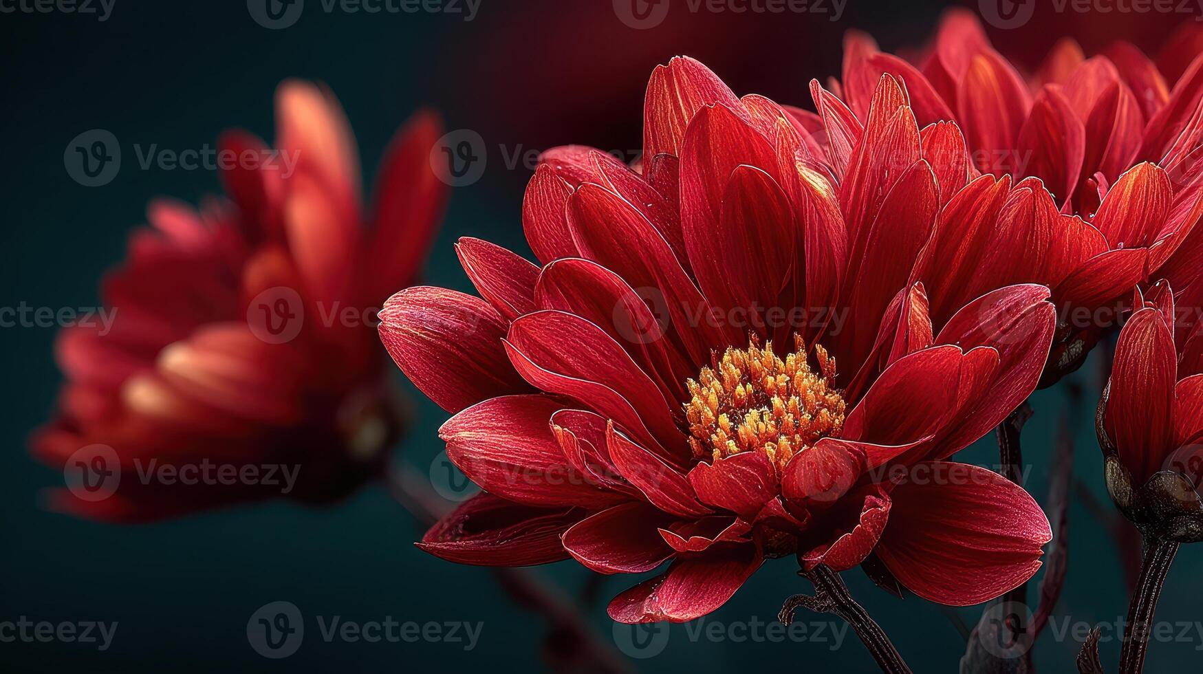 Red chrysanthemums vividly blooming against a dark background in a serene garden setting photo