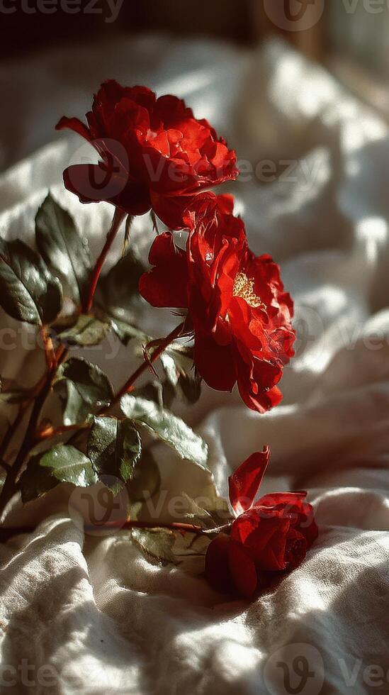 Red roses resting on soft fabric, illuminated by gentle sunlight in a serene indoor setting photo