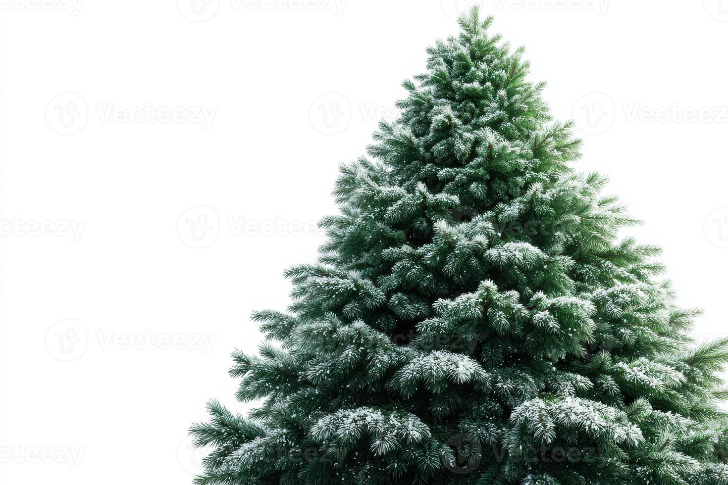 Snow-covered evergreen tree stands tall against a white background during winter season photo